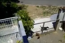 关在家里的母狗突然怀孕，主人百思不得其解，看完监控怒了图片