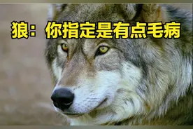 人拿着棍子能打赢一头狼吗？除了勇气以外，你还需要什么图片