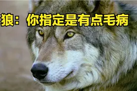 人拿着棍子能打赢一头狼吗？除了勇气以外，你还需要什么图片