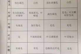 节节麦不用怕，节节麦怎么防，什么时间打，怎么打效果好？图片