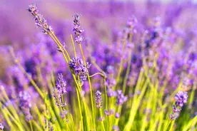 心中有你，默默牵挂，却不再打扰了图片