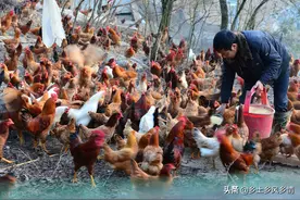 养鸡吃什么长得快图片