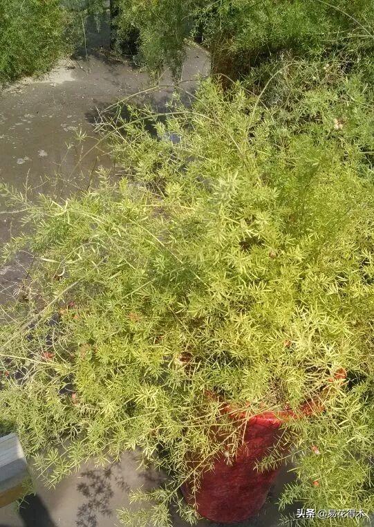 武竹又叫狐尾天门冬，观花观叶观果，和文竹观赏价值不相上下