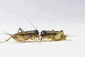 蟋蟀色、论图片