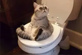 猫咪突然尿不出来，出“肾”事儿了？图片