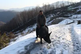 坚守深山的70后猪大王，养猪一年卖出1000万，带领村民共同致富图片