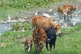 要如何解救？巨蟒缠死牛犊，母牛凄惨“哞哞”叫，主人束手无策图片