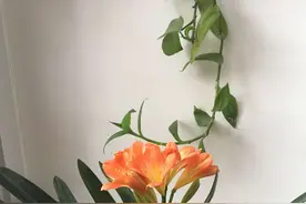 弟媳妇蛮横无理，将大伯哥堵房间里，这是要干什么？图片