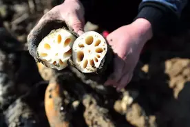 买莲藕，怎么分辨“脆藕”和“面藕”？藕农：看3点买不错，实用图片