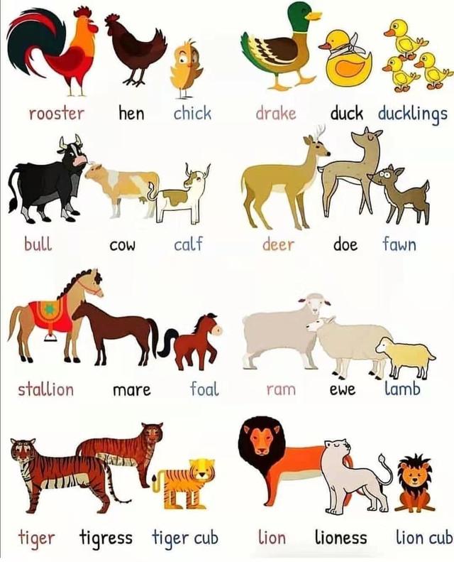 公鸡英语怎么读（入门英语单词1000个）