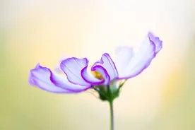 花卉微距摄影总是不清晰，终于找到原因了，原来您忽略了这个设置图片