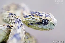 蛇界颜值大比拼，谁才是你心目中最好看的蛇图片