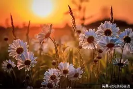人生就像一杯酒，喝了才会懂图片