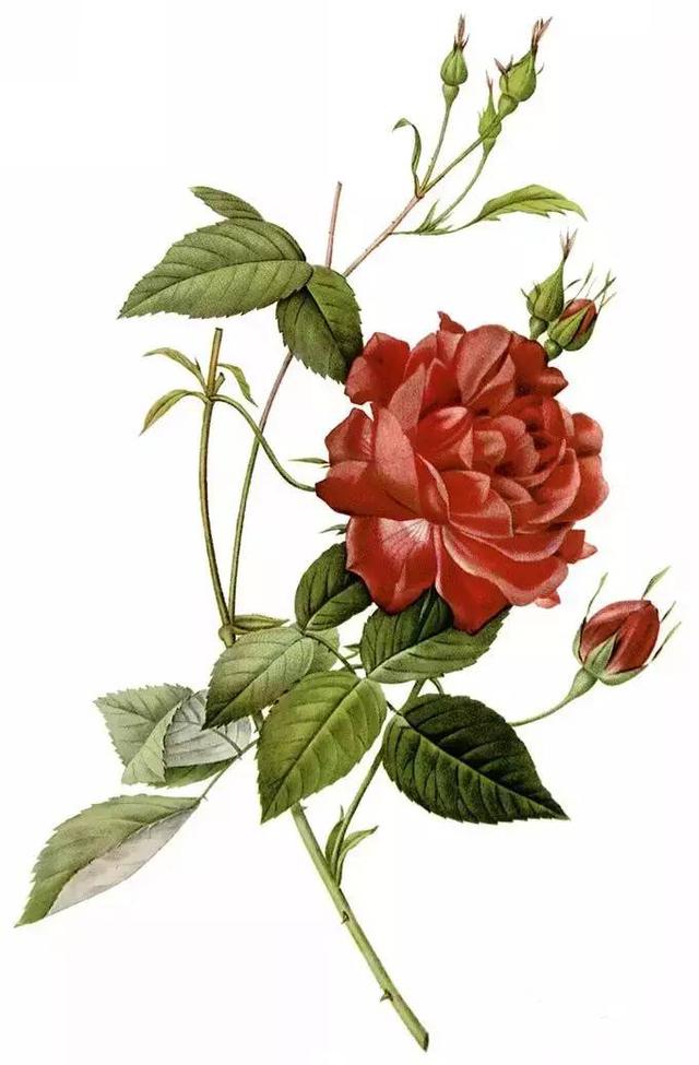 养殖花卉手绘图片简单(葫芦手绘图案大全简单 花卉)-措必培