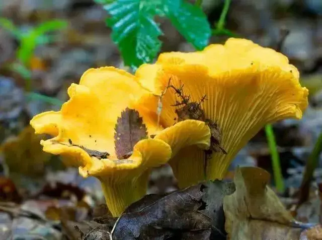 云南10种野生菌，你最喜欢吃哪几个？