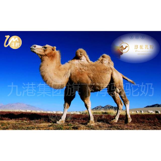 带你了解沙漠“萌宠”神奇的骆驼之珍稀的淳驼驼奶