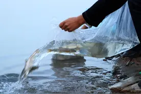 博湖县首次增殖放流三万尾大规格扁吻鱼图片