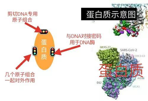《宇宙的秘密全部揭开（二十四）分子生物学》