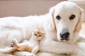 苏格兰折耳猫和金毛犬的神仙友谊：驮着你去看遍全世界图片