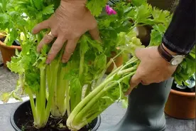 6种青菜根，吃完不要扔，插进花盆，浇浇水，20天长成“小菜园”图片