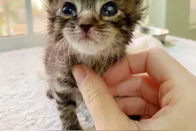 小猫出生9天被遗弃，身患重病被要求安乐死，它奇迹般地活了下来图片