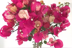 2021年大火的10个三角梅品种，图名并茂欢迎认领，看有无你喜欢的图片