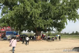 人称豫东第一树，见证二千年历史，如今早已成网红图片
