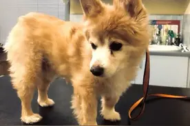 狗狗腿部僵硬，是不是关节出现问题了？要怎么避免？图片