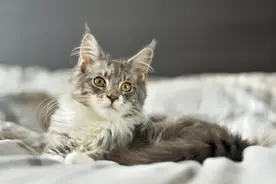 养猫好处之养猫的家庭没有蟑螂图片