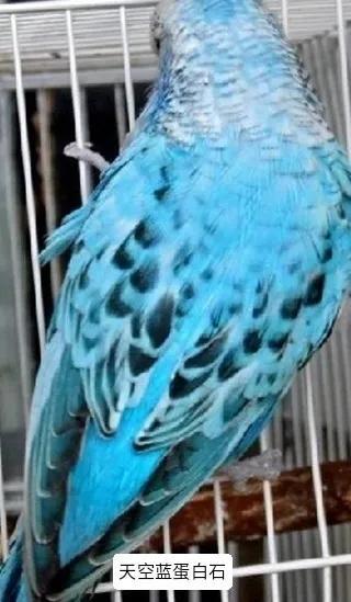 黄绿鱼鳞鹦鹉