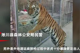 南阳两老虎咬死饲养员被击毙后续：饲养员脖子被咬成重伤 不得已才击毙图片