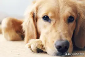 金毛犬托运致死事件双方达成和解，宠物消费维权为何举步维艰？图片