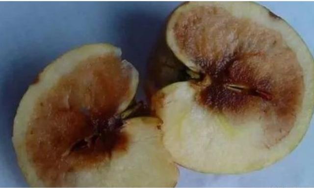 苹果进入采收期，要严防水心病的侵害，教你如何防治延长贮藏时间