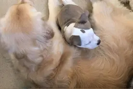 比特犬小狗睡遍幼儿园所有狗狗，主人：多亏大狗让着它图片