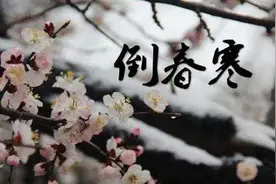 北方香椿遭遇倒春寒，采完一茬之后要不要住手？听老农怎么说图片