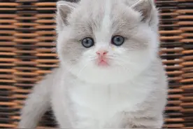 这只小眼睛的猫咪崽崽好萌好可爱，你喜欢吗？图片