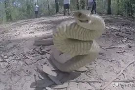 世界上第二毒的毒蛇，为什么比第一毒的蛇更可怕？图片