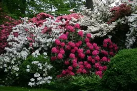 6种在半阴的院子可生长开花的灌木花卉，可养成阳台盆栽图片