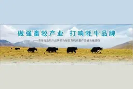 做强畜牧产业 打响牦牛品牌——青海打造牦牛品牌助力绿色有机农畜产品输出地建设图片