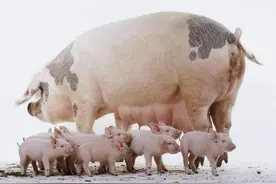 母猪空怀期，妊娠期，哺乳期要吃多少饲料？什么时间控料和加料？图片