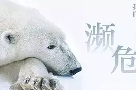 灭绝动物接连复活，白喉秧鸡和袋狼陆续出现，究竟是好是坏？图片