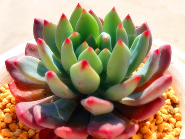 多肉植物 蓝精灵(多肉植物蓝精灵有毒吗)-措必培