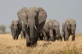 追踪1200头大象后，科学家终于揭开秘密，大象的智慧实在高图片