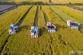 规模种植的典范，粮食全产业链新贵：苏垦农发，产品覆盖华东地区图片