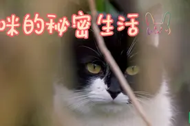 猫咪的秘密生活图片