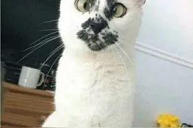 好看的皮囊千篇一律，但是丑的千姿百态的猫你都见过吗？图片