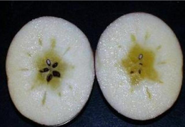 苹果进入采收期，要严防水心病的侵害，教你如何防治延长贮藏时间