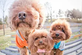养狗，就养泰迪犬，好处太多了图片