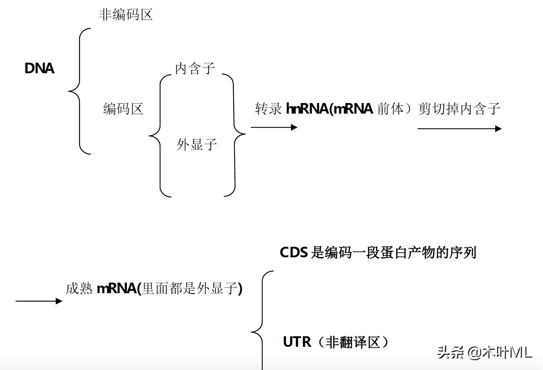 外显子、内含子、mRNA、CDS、ORF的区别与联系插图1 外显子、内含子、mRNA、CDS、ORF的区别与联系