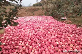 2020年甘肃平凉天水等地花牛红富士苹果价格大上涨，是何故？图片
